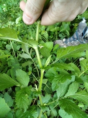 Geum virginianum