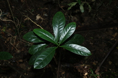 Atractocarpus benthamianus