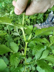 Geum virginianum