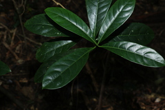 Atractocarpus benthamianus