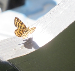 Epelis truncataria
