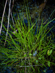 Stellulatae