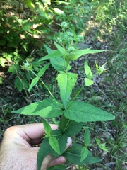 Eupatorium godfreyanum