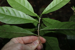 Atractocarpus benthamianus