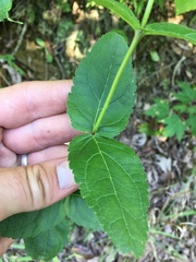 Eupatorium godfreyanum