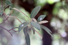 Quercus hypoleucoides