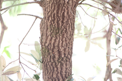 Quercus hypoleucoides