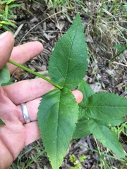 Eupatorium godfreyanum