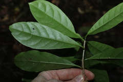 Atractocarpus benthamianus