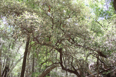 Quercus hypoleucoides