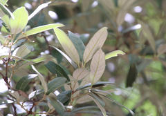 Quercus hypoleucoides