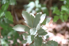 Quercus hypoleucoides