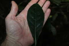 Atractocarpus benthamianus