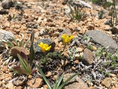 Draba lemmonii