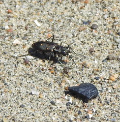 Cicindela haemorrhagica