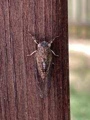 Cicadettana