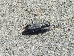 Cicindela haemorrhagica