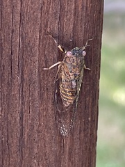 Cicadettana