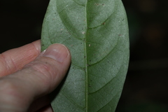 Atractocarpus benthamianus