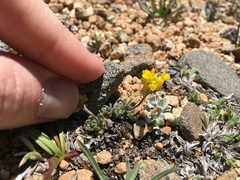 Draba lemmonii