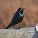 Brewer's Blackbird - Photo (c) Jamie Chavez, some rights reserved (CC BY-NC)