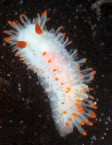 Limacia cockerelli