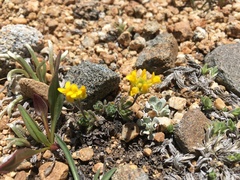 Draba lemmonii