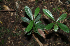 Atractocarpus benthamianus