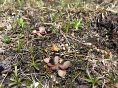 Micranthes aprica