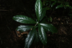 Atractocarpus benthamianus