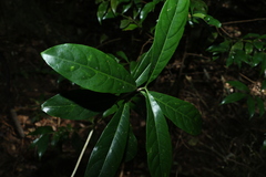 Atractocarpus benthamianus