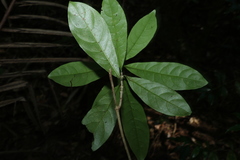 Atractocarpus benthamianus