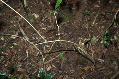 Atractocarpus benthamianus