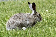 Lepus townsendii