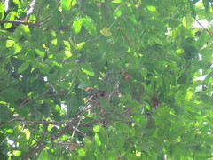 Aspidosperma spruceanum
