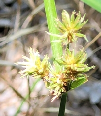 Cyperus retroflexus