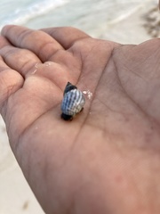 Echinolittorina ziczac