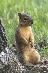 Sciurus niger
