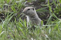 Urocitellus richardsonii