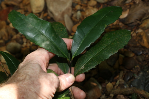 Image of Wilkiea austroqueenslandica by (c) Greg Tasney, some rights reserved (CC BY-SA)