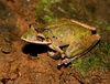 Caracas Snouted Tree Frog - Photo (c) Angela M, some rights reserved (CC BY-NC-ND), uploaded by Angela M
