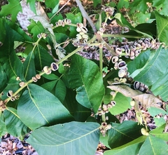 Phylloxera caryaeren