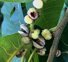 Phylloxera caryaeren