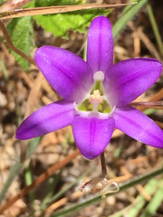 Brodiaea elegans