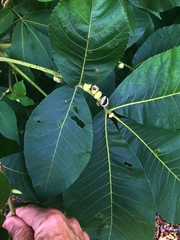 Phylloxera caryaeren