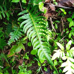 Blechnum occidentale