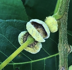 Phylloxera caryaeren