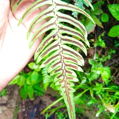 Blechnum occidentale