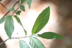 Frangula betulifolia
