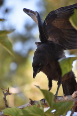 Corvus brachyrhynchos